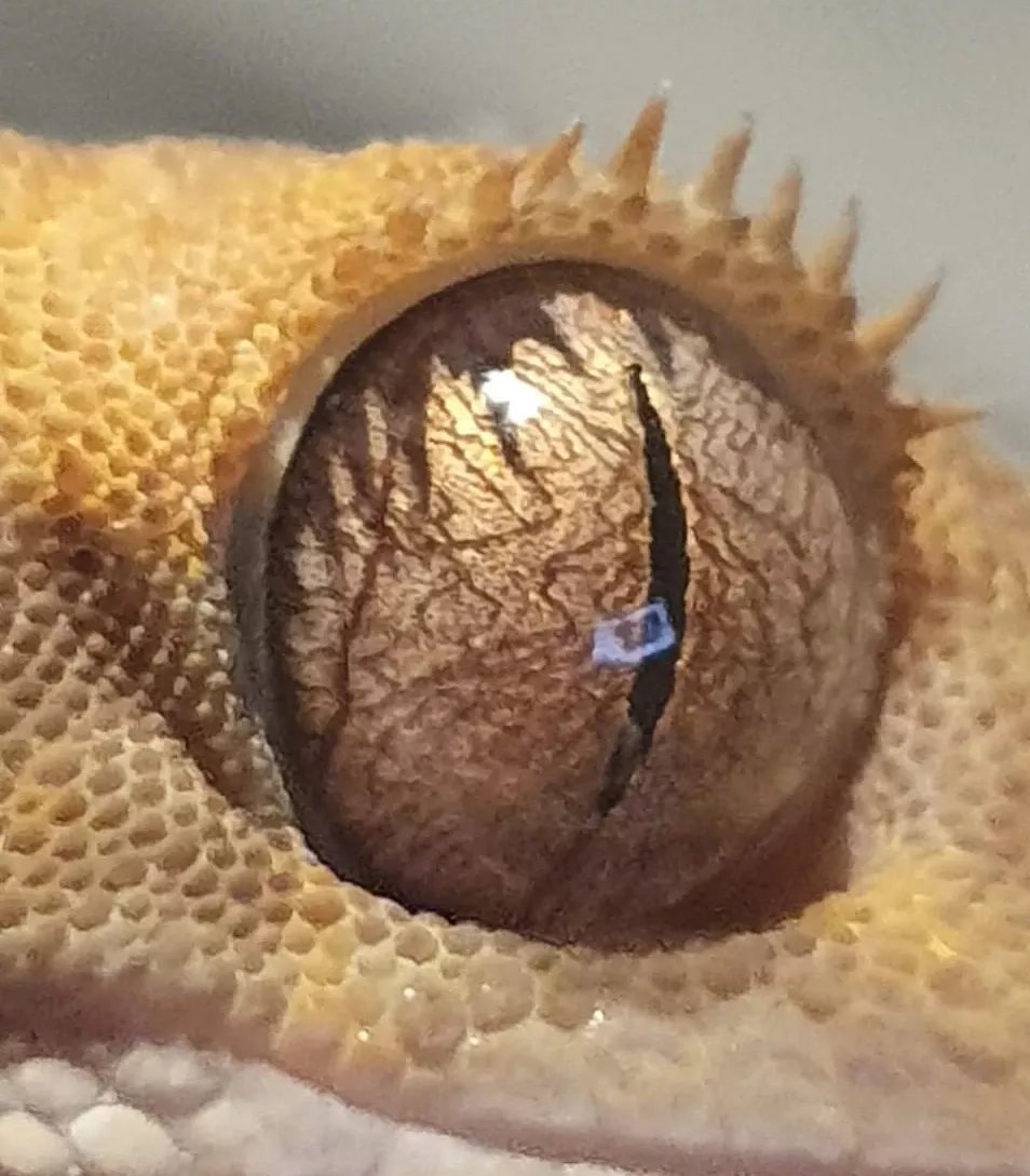 Colour Vision Crested Gecko Eye Photo