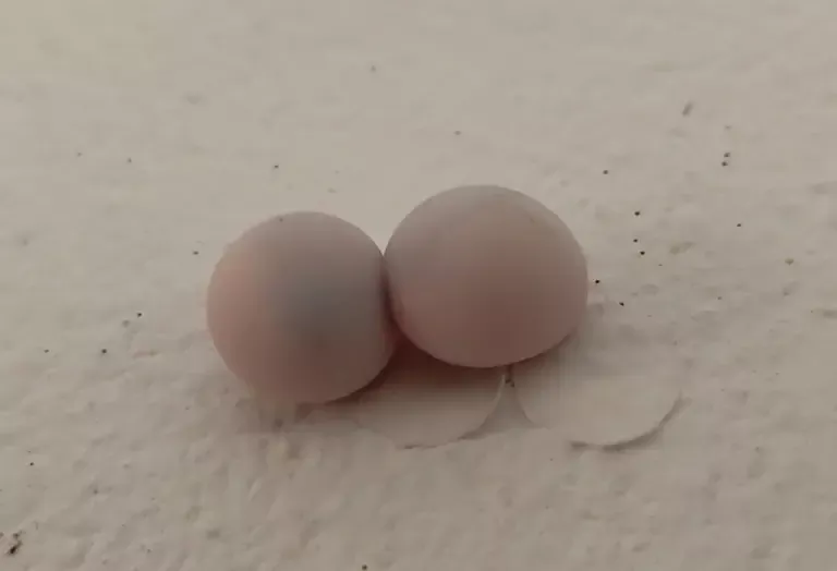 흰 바닥 위에 나란히 놓인 집도마뱀붙이 알 두 개
