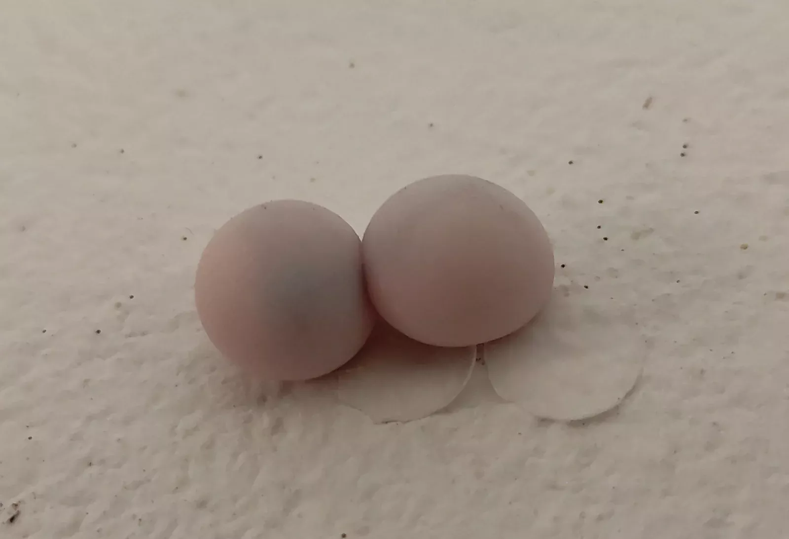 흰 바닥 위에 나란히 놓인 집도마뱀붙이 알 두 개