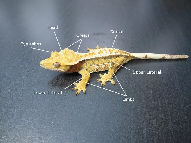 크레 옆모습 사진에 부위 이름이 표시돼 있다. Eyelashes(속눈썹 비늘), Head(머리), Crests(볏), Dorsal(등면), Upper Lateral(상부 옆면), Lower Lateral(하부 옆면), Limbs(사지)