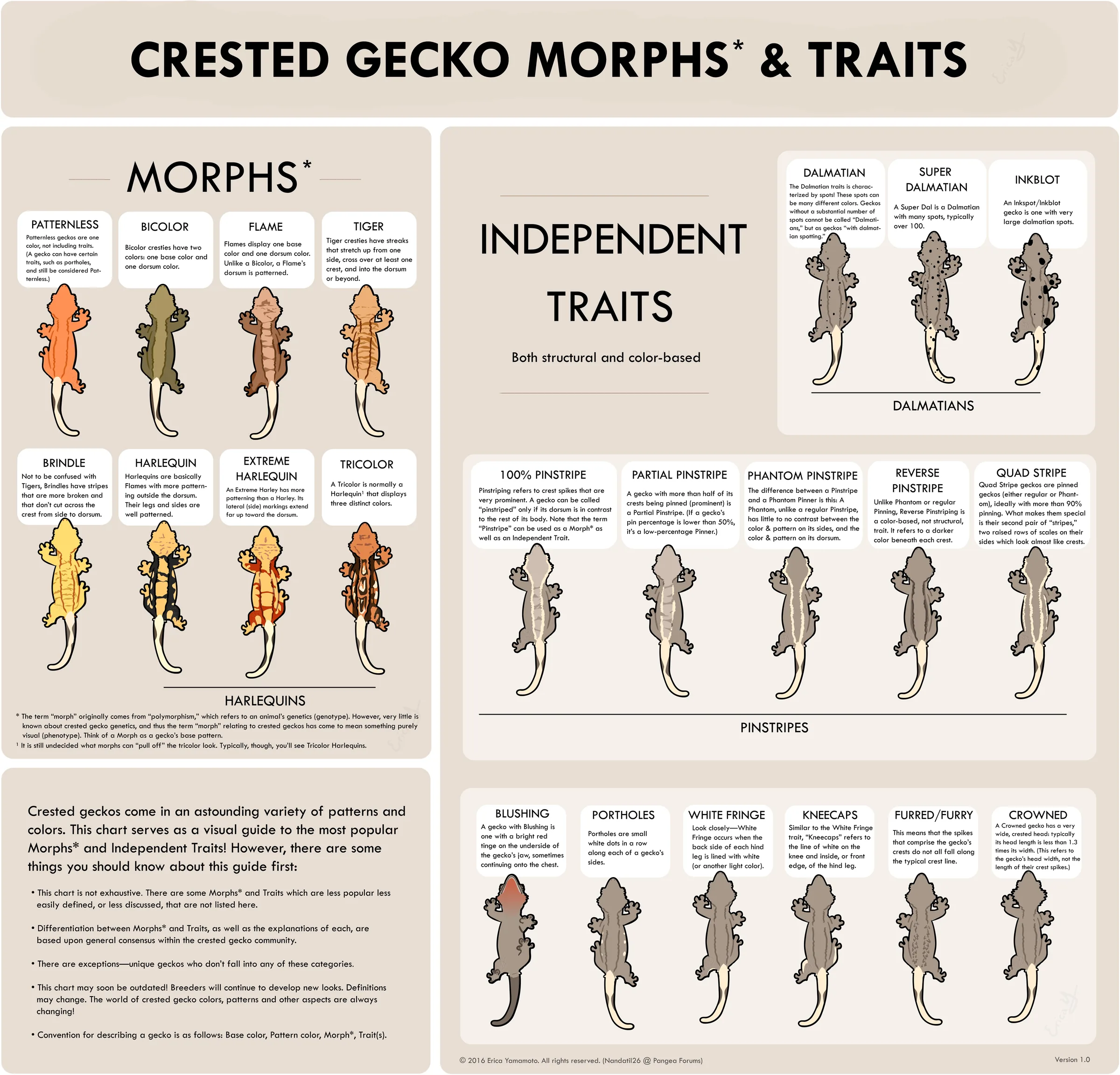 CRESTED GECKO MORPHS & TRAITS라는 제목의 대형 인포그래픽. 왼쪽에 MORPHS 8종(Patternless, Bicolor, Flame, Tiger, Brindle, Harlequin, Extreme Harlequin, Tricolor), 오른쪽에 INDEPENDENT TRAITS로 달마시안 3종, 핀스트라이프 5종, 그리고 Blushing·Portholes·White Fringe·Kneecaps·Furred·Crowned 6종이 그림과 설명문으로 정리돼 있다
