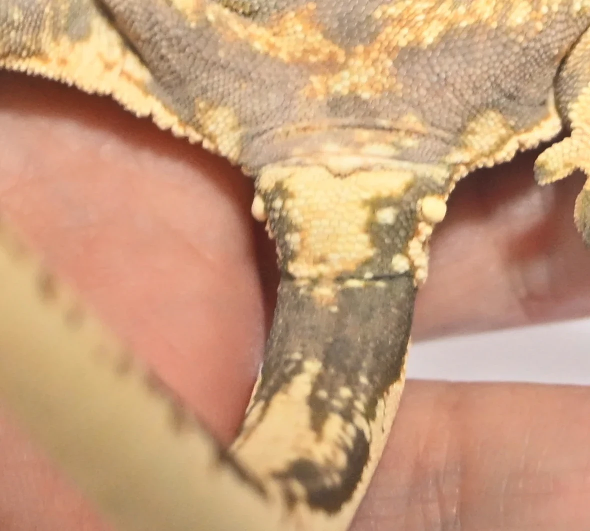 암컷 크레의 총배설강 부위 확대 사진. 꼬리 기부가 평평하고 좌우 융기가 없으며, 총배설강 옆에 작은 돌기가 보인다