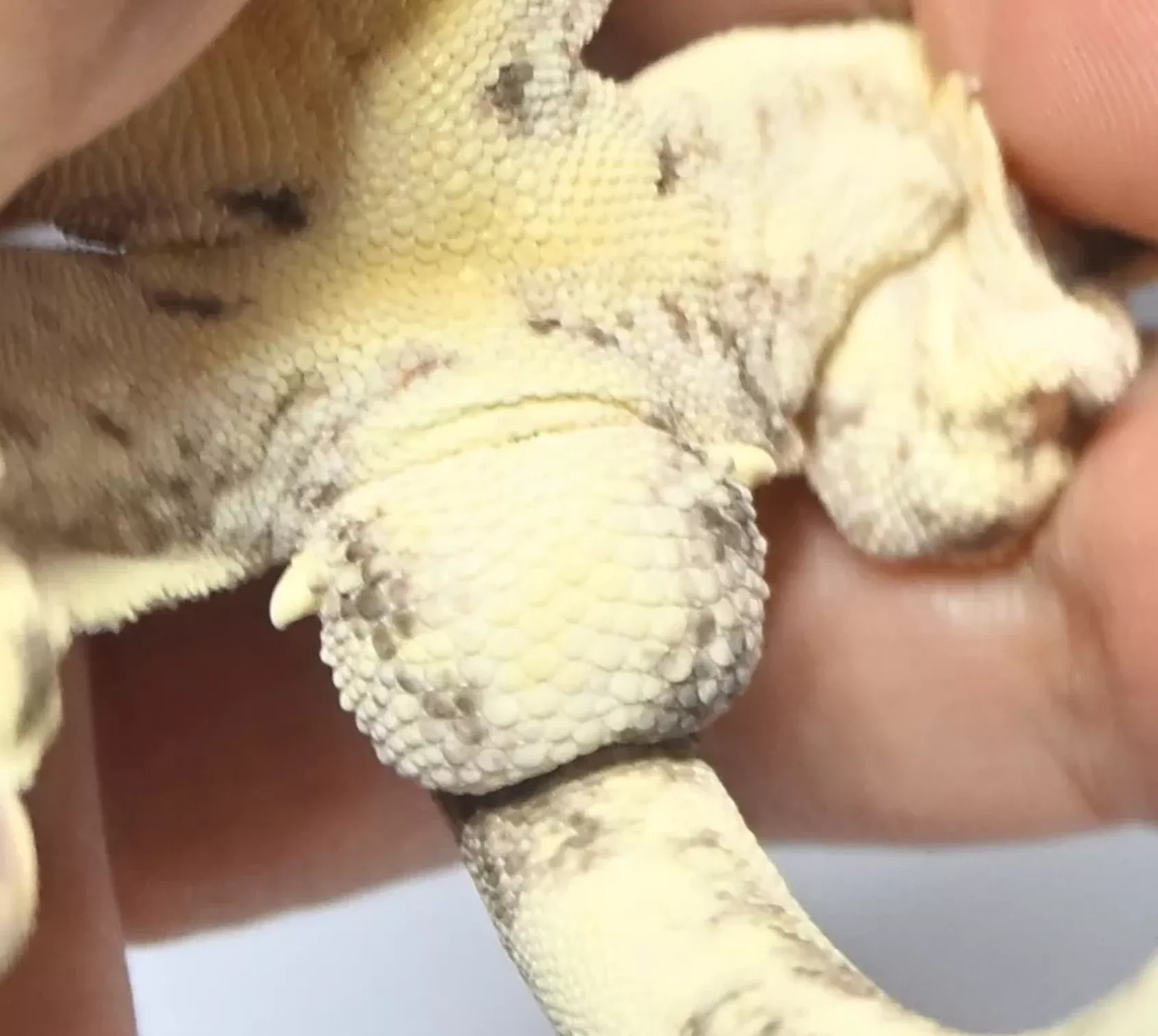 수컷 크레의 총배설강과 꼬리 기부 확대 사진. 총배설강 뒤쪽이 좌우 대칭으로 볼록하다