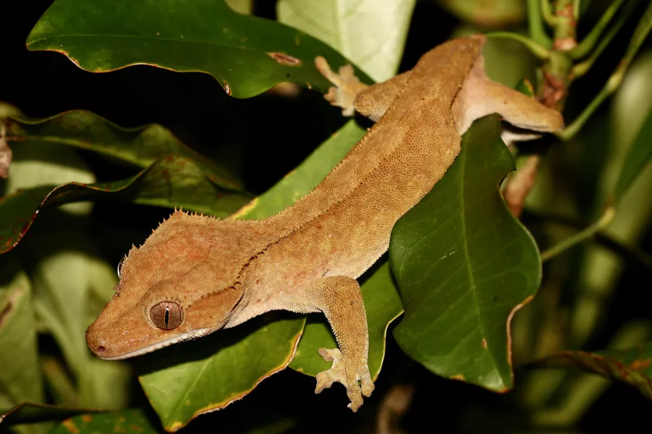 Crestedgecko 01 Portrait