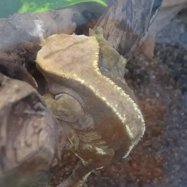 크레 처음 키운다면: 사육장·먹이·핸들링 기본기