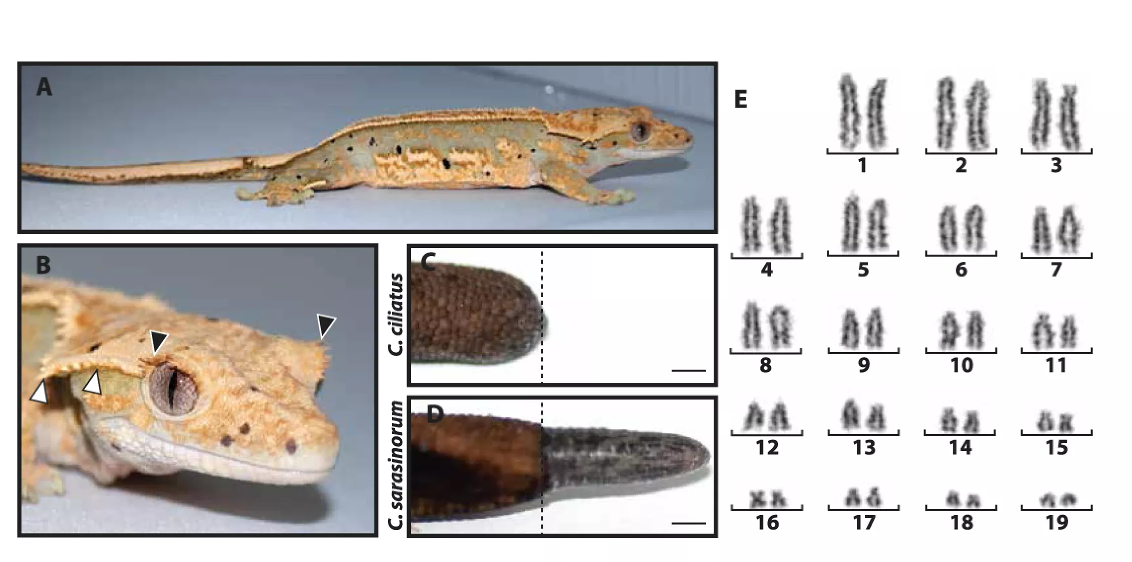Crestedgecko Genome 01 Figure1