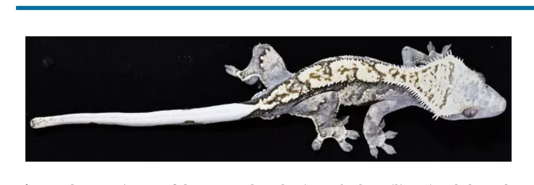 Crestedgecko Huang 01 Specimen