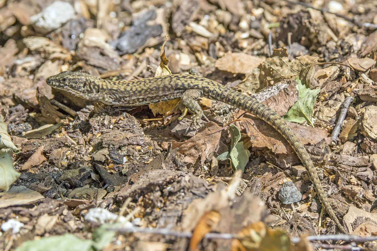 유럽장지뱀 Podarcis muralis. 같은 도마뱀과의 친척으로, 이 논문이 여러 대목에서 비교 대상으로 삼는 종이에요