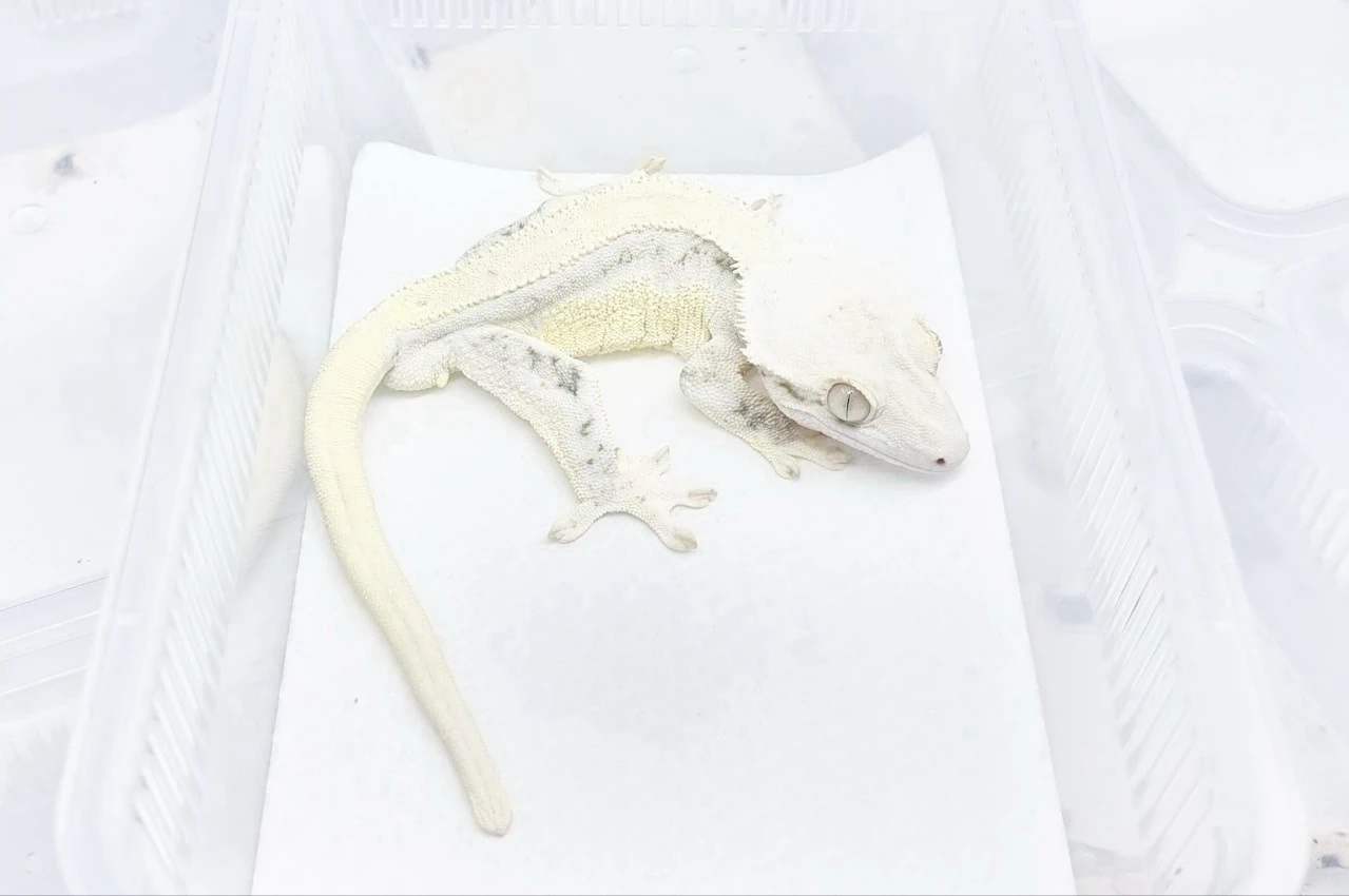 아빠 개체 벤츠의 참고 사진. 흰색과 크림색이 몸을 넓게 덮고 회색 얼룩이 남아 있는 크레스티드 게코