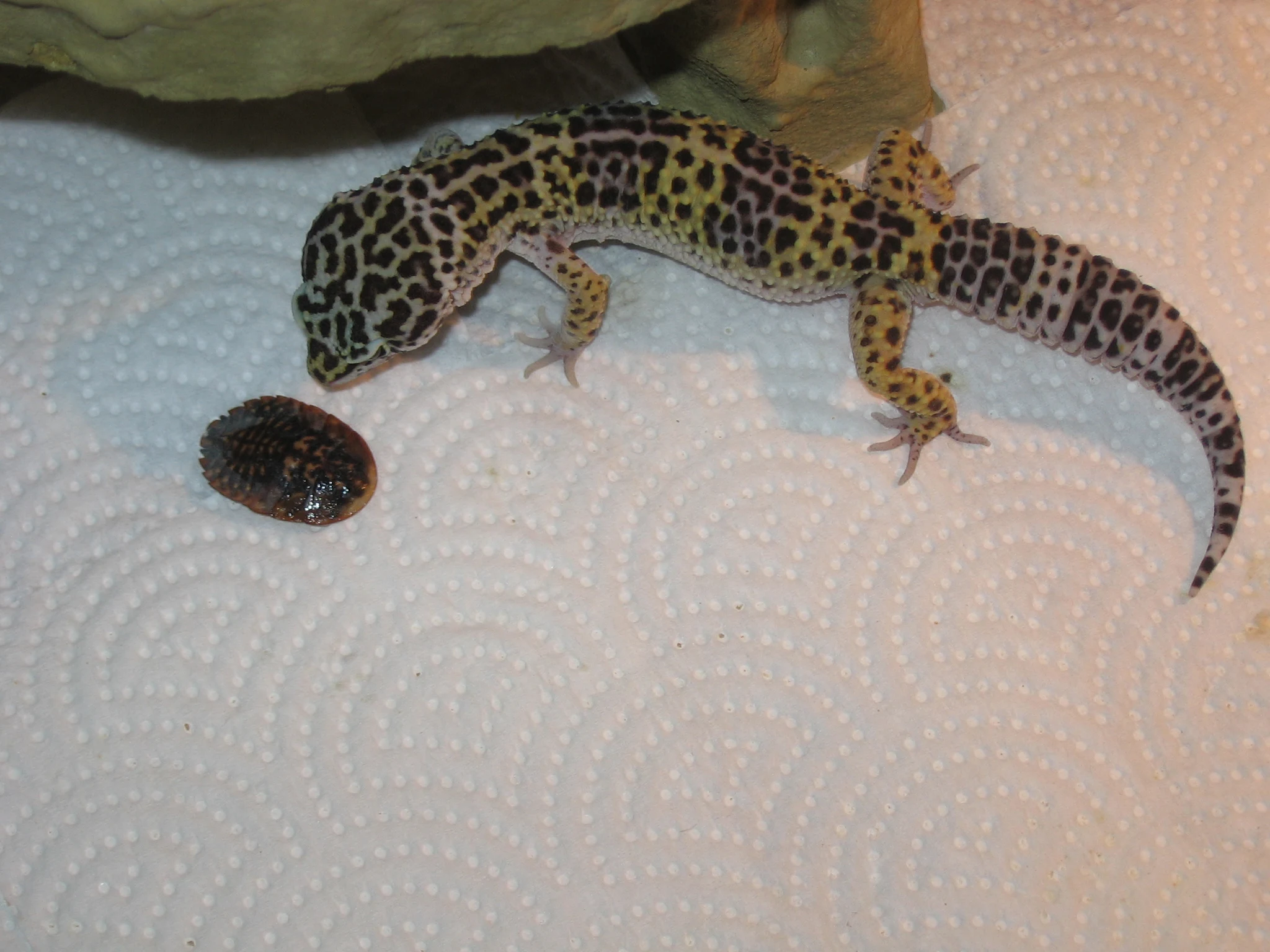 Novel Object Leopard Gecko Photo