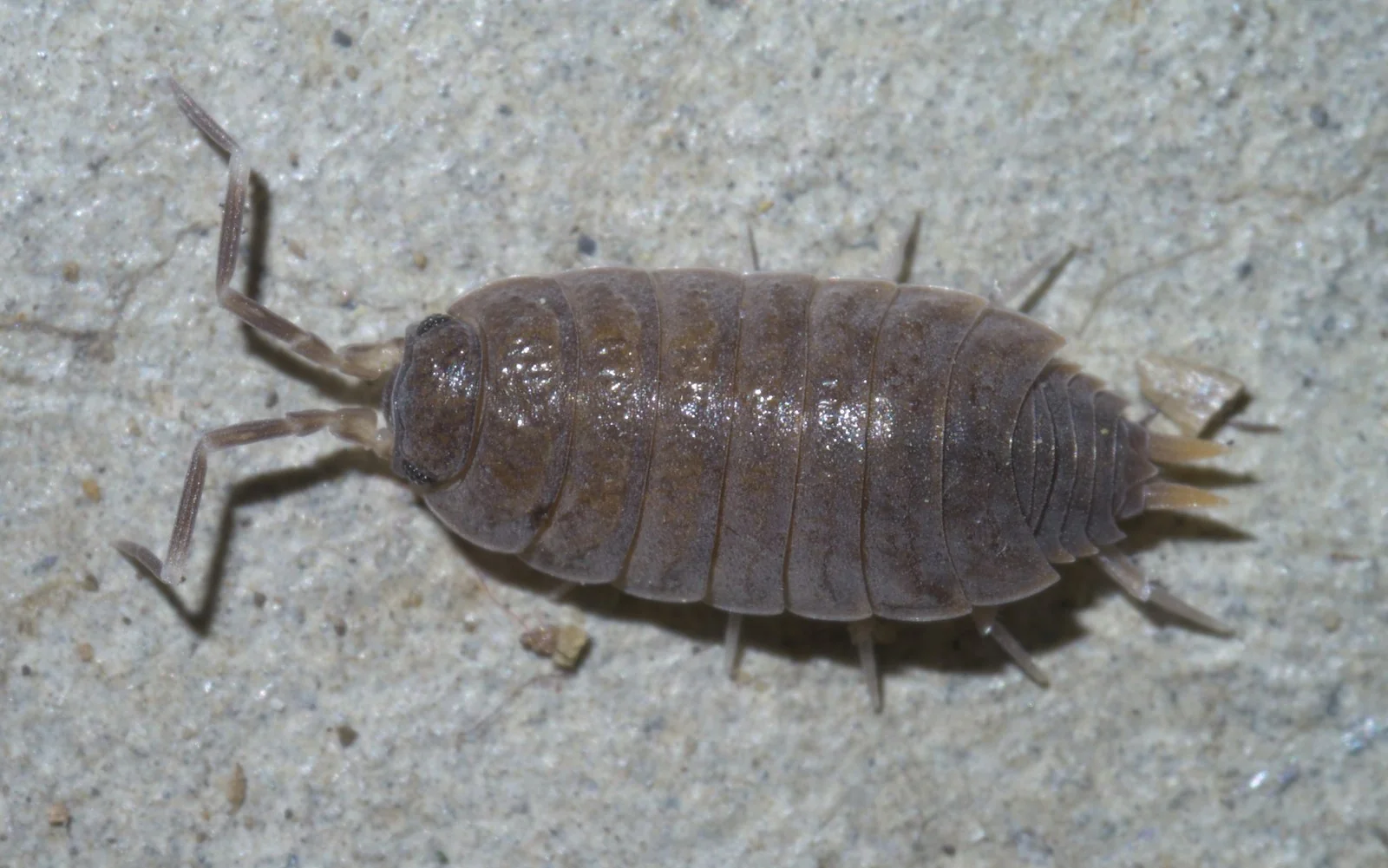 회갈색 몸에 마디가 뚜렷한 등각류 Porcellionides pruinosus 한 마리