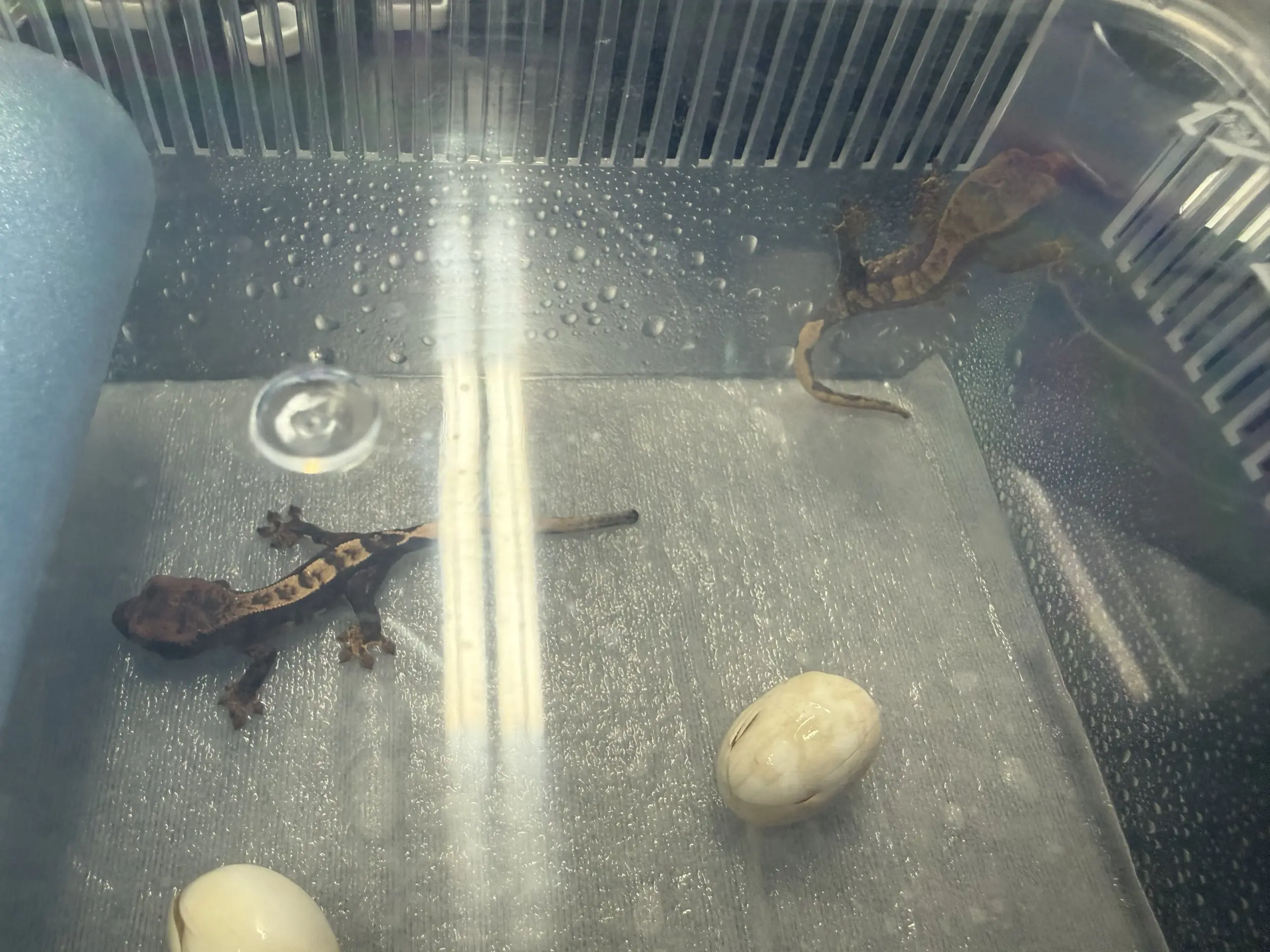 사육통 안에 새끼 크레스티드 게코 두 마리와 두 마리가 나온 알 껍데기 두 개가 함께 놓여 있다